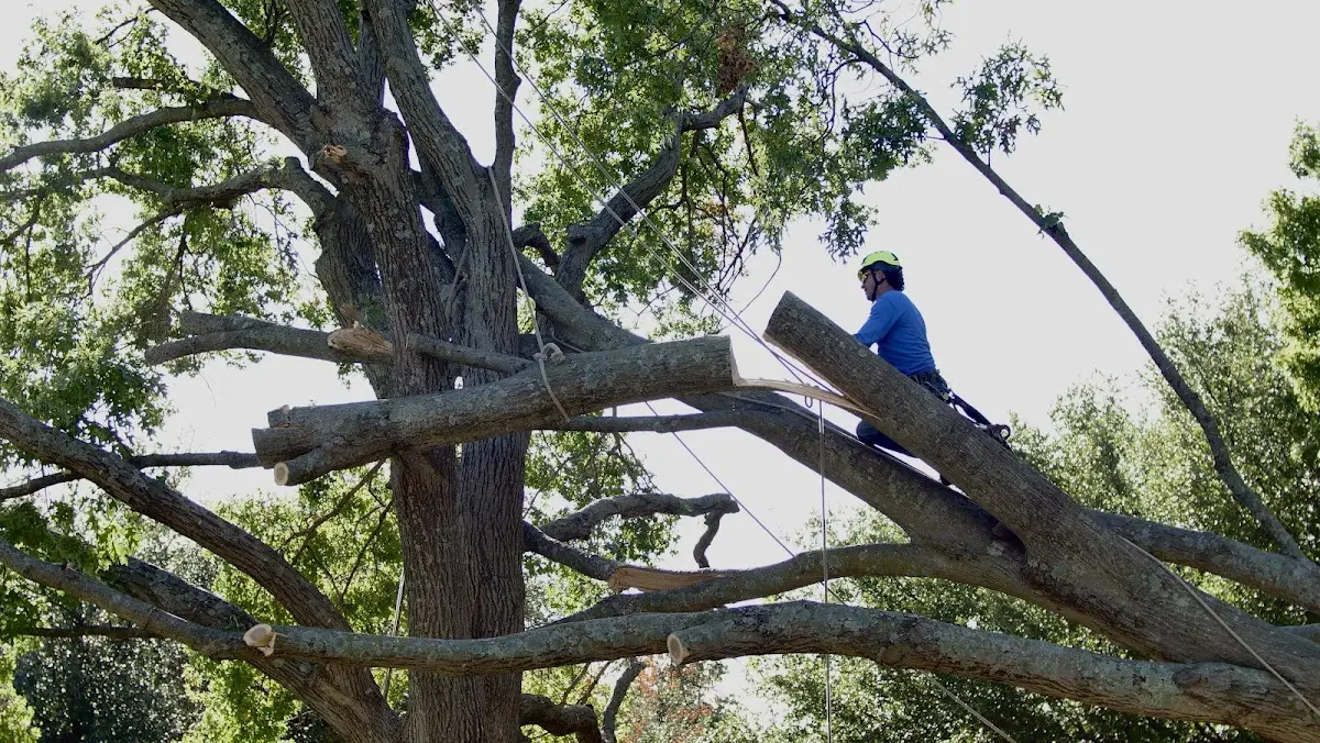Professional Crown Thinning performed by certified arborists in Shenandoah Junction