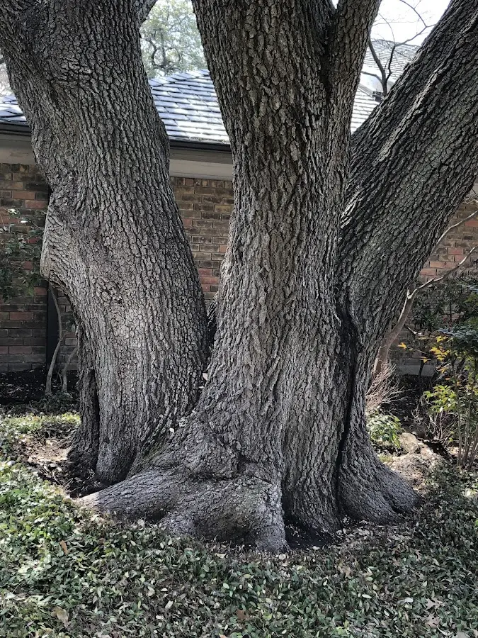 Mature heritage tree close to a Shenandoah Junction property cared for by certified arborists